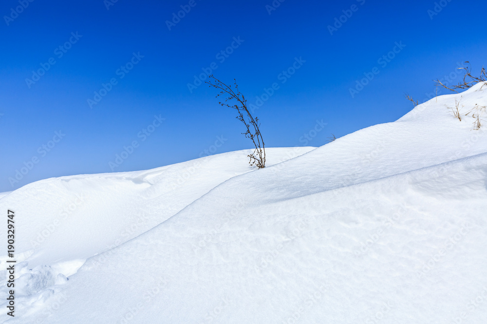 冬季白雪干燥的植物自然景观