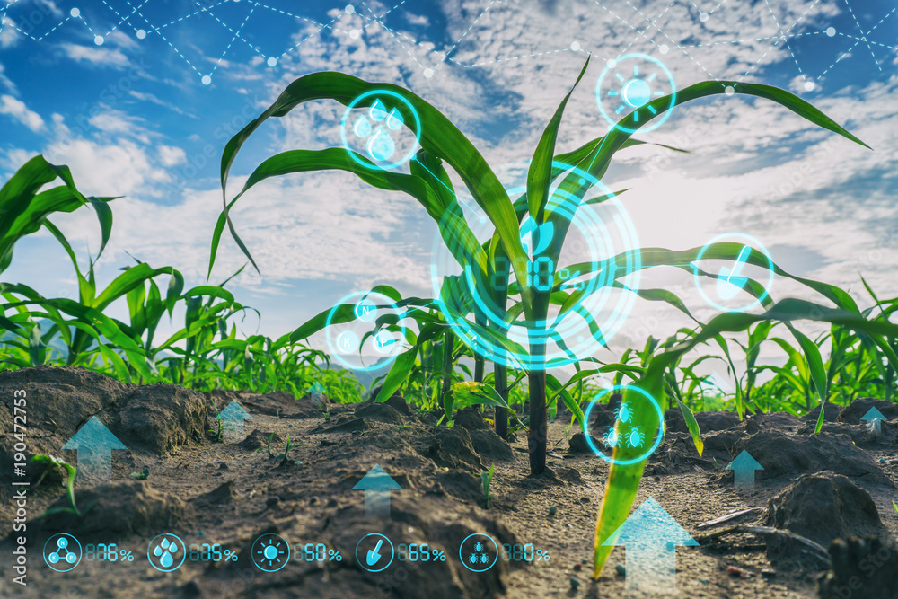 用现代技术理念在耕地上种植玉米幼苗