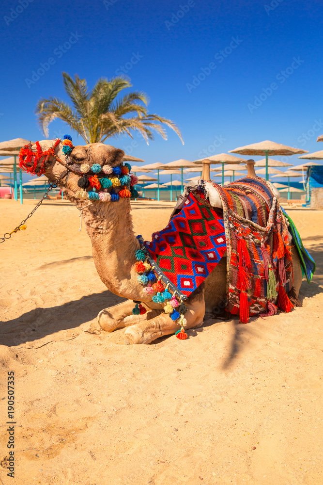 骆驼在埃及赫尔格达海滩的阴影中休息