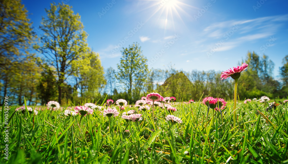 在阳光明媚的日子里，草地上开着许多白色和粉色的春天雏菊。爱沙尼亚的自然景观。