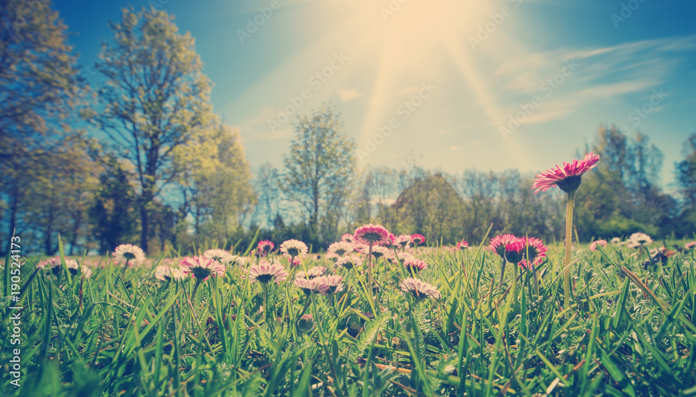 在阳光明媚的日子里，草地上有很多白色和粉色的春天雏菊。爱沙尼亚的自然景观。