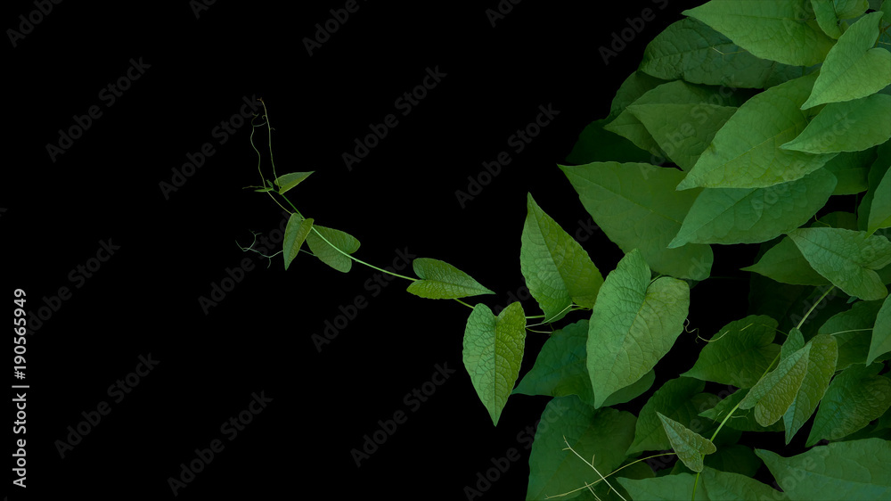 心形绿色褶皱叶子，带有珊瑚藤或爱情链的卷须（Antigonon leptopus）