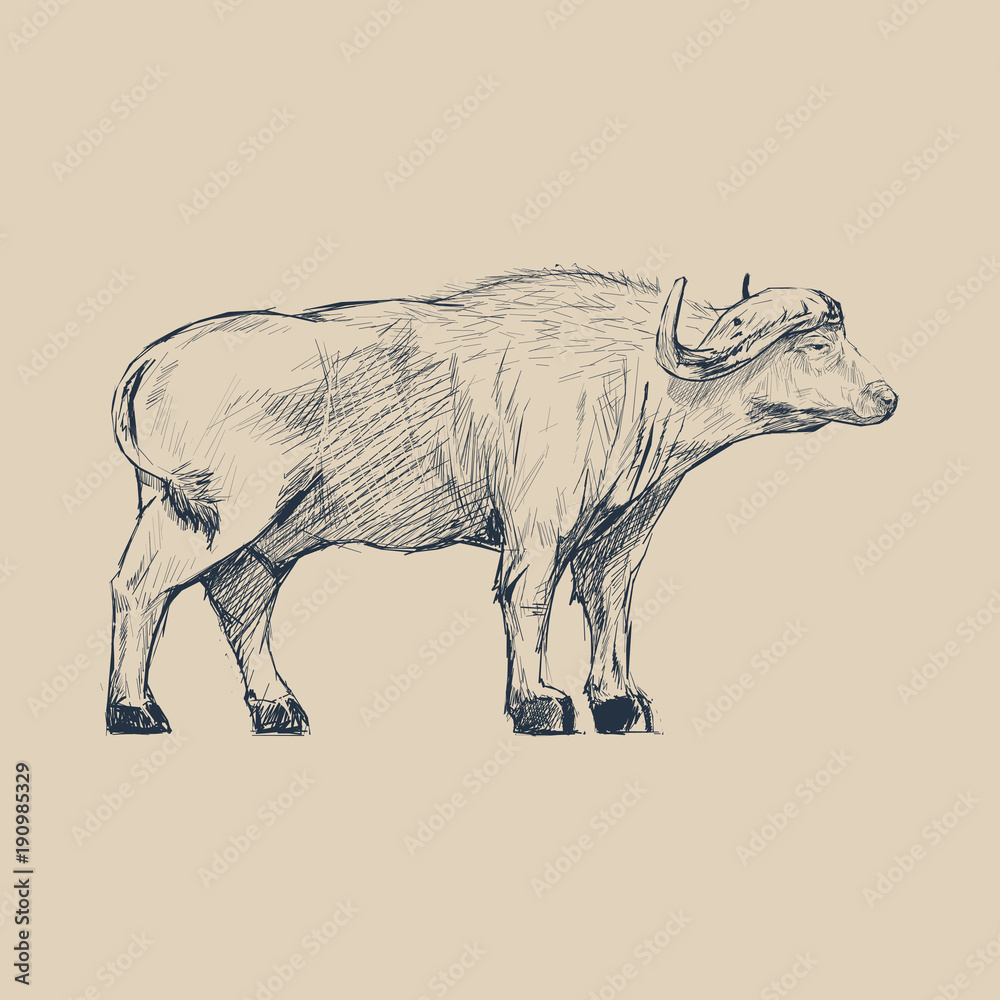 水牛插图