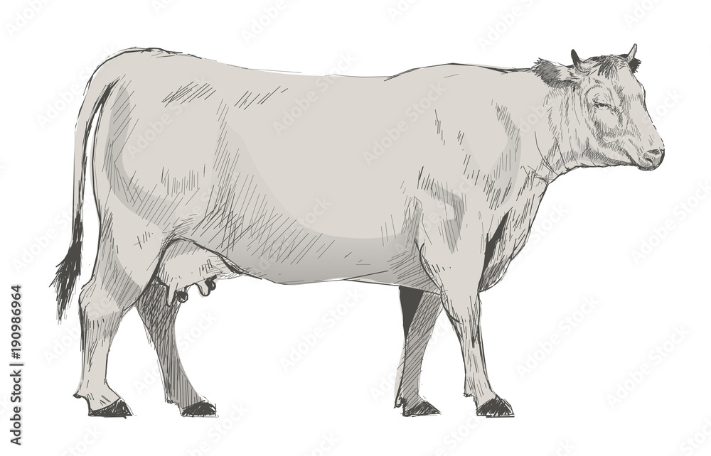 隔离在背景上的奶牛插图