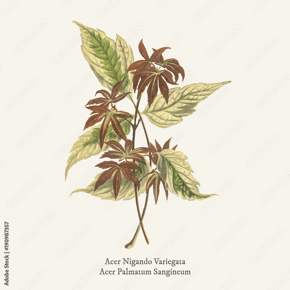 在（1825-1890）新的罕见的美丽的叶斑中发现的斑盒老人（Acer Negundo Variegata）