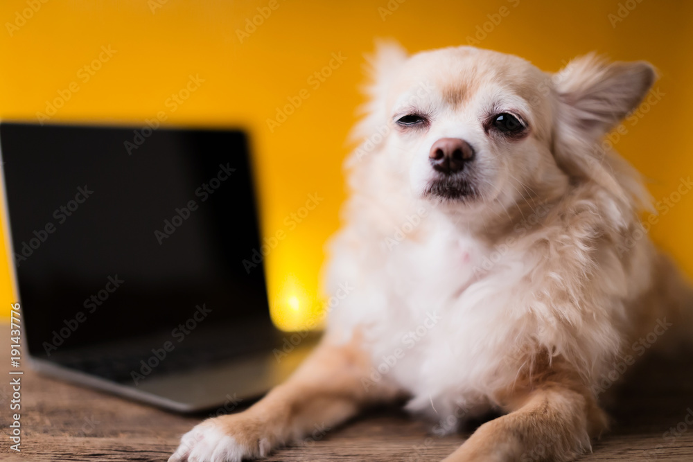 可爱的昏昏欲睡的疲惫吉娃娃棕色狗，黄色背景上有笔记本电脑工作概念