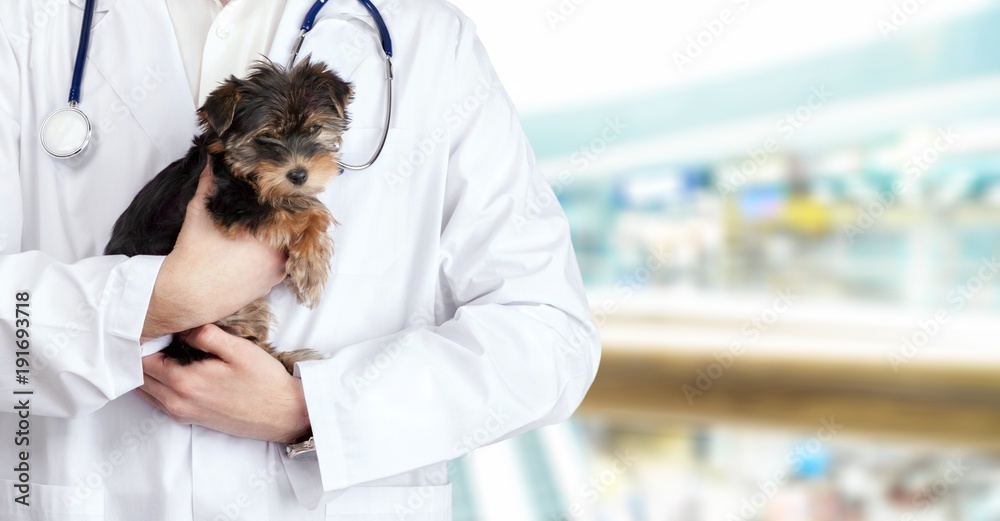 兽医检查的可爱小狗