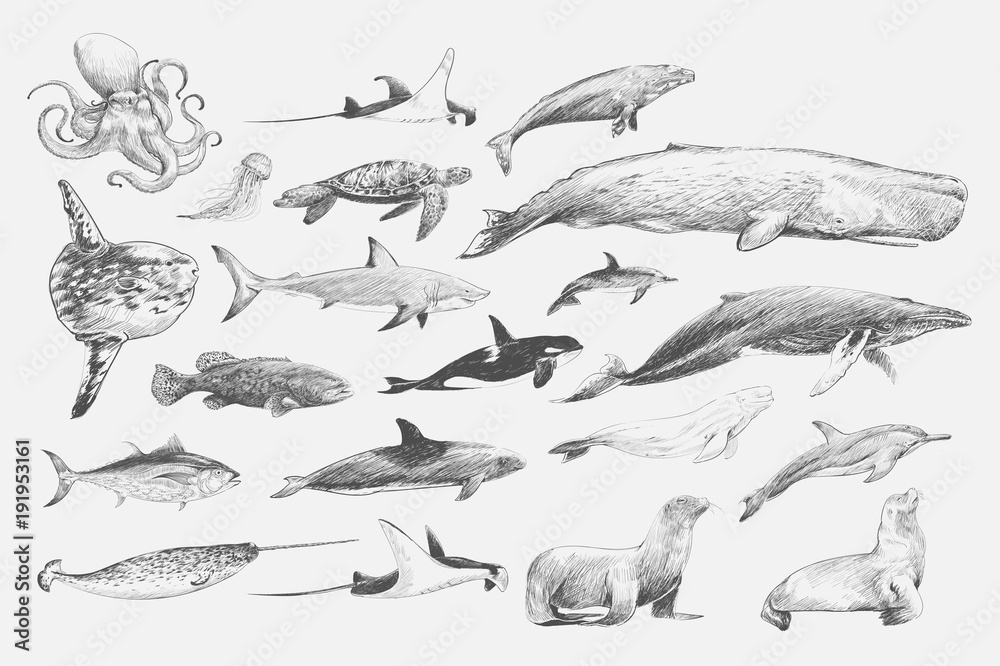 海洋生物收藏插图画风