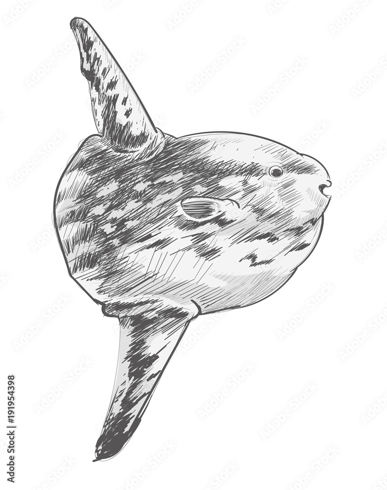 鲸鱼尾巴的插图