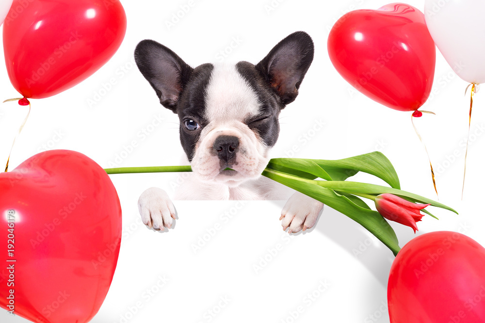 可爱的小狗，带郁金香花和心形气球，适合情人节