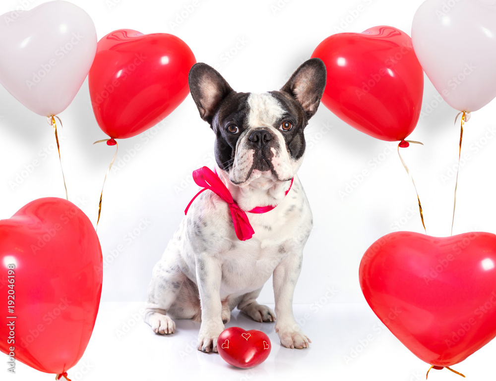 可爱的法国斗牛犬，情人节用心形气球