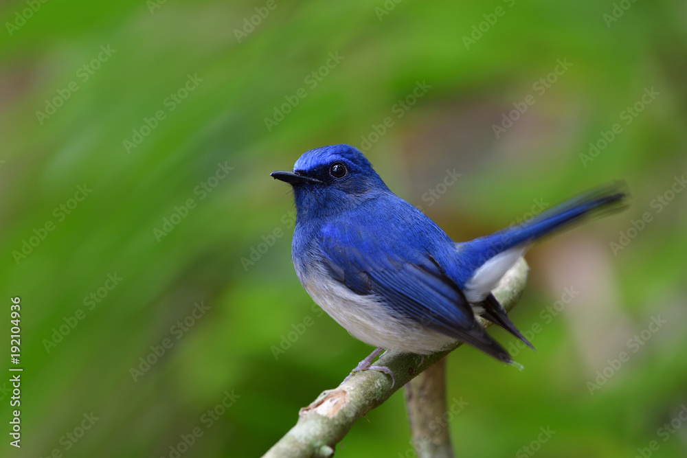 令人惊叹的快乐蓝白鸟栖息在树枝上，高高的尾巴抬起，海南蓝fl的雄性
