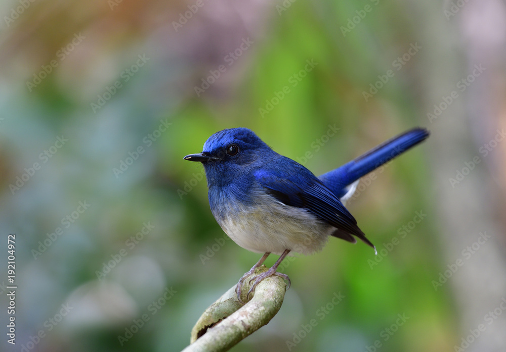 美丽的蓝白相间的小胖鸟栖息在树枝上，快乐的时刻翘着尾巴。