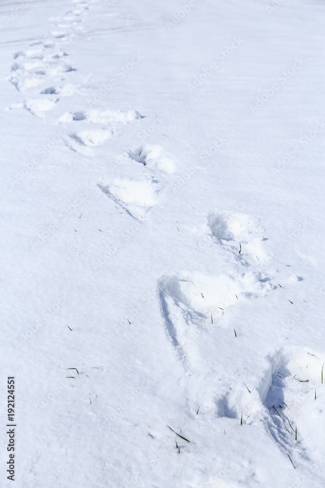 白雪上的人类足迹