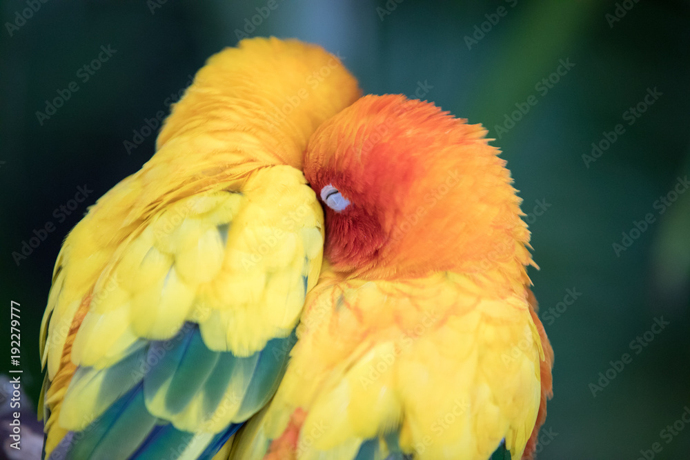 一对色彩鲜艳、可爱的热带鸟类夫妇坐在栖木上的特写。阿联酋迪拜。