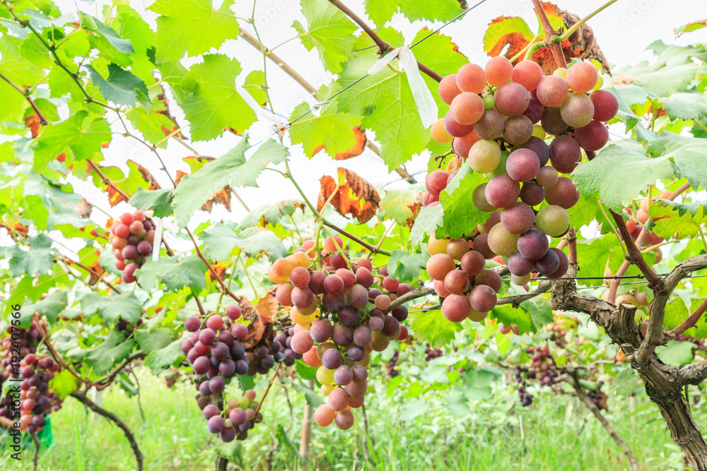 葡萄园里成熟的红葡萄