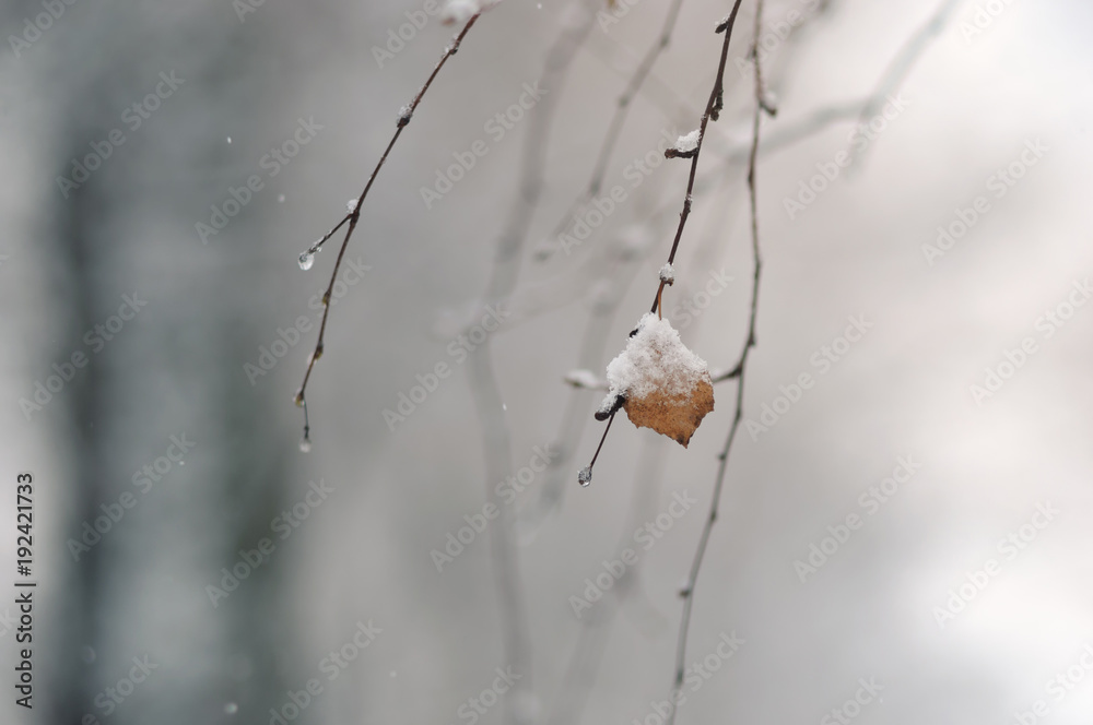桦树树枝，干叶被雪覆盖。冬季自然背景