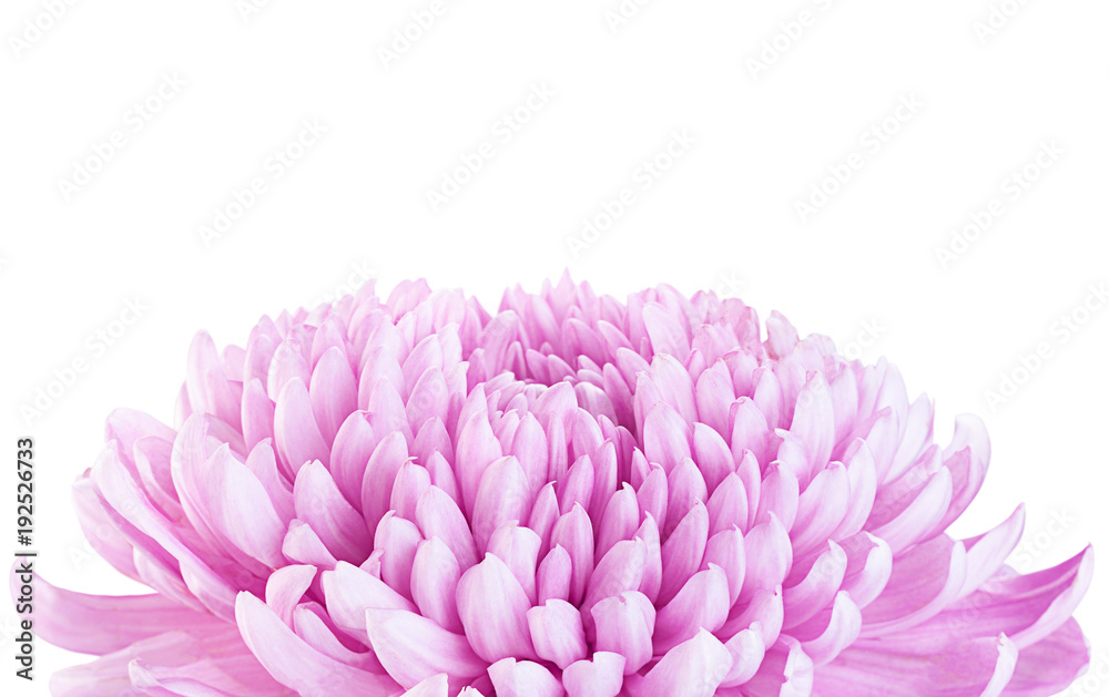 紫菊花头