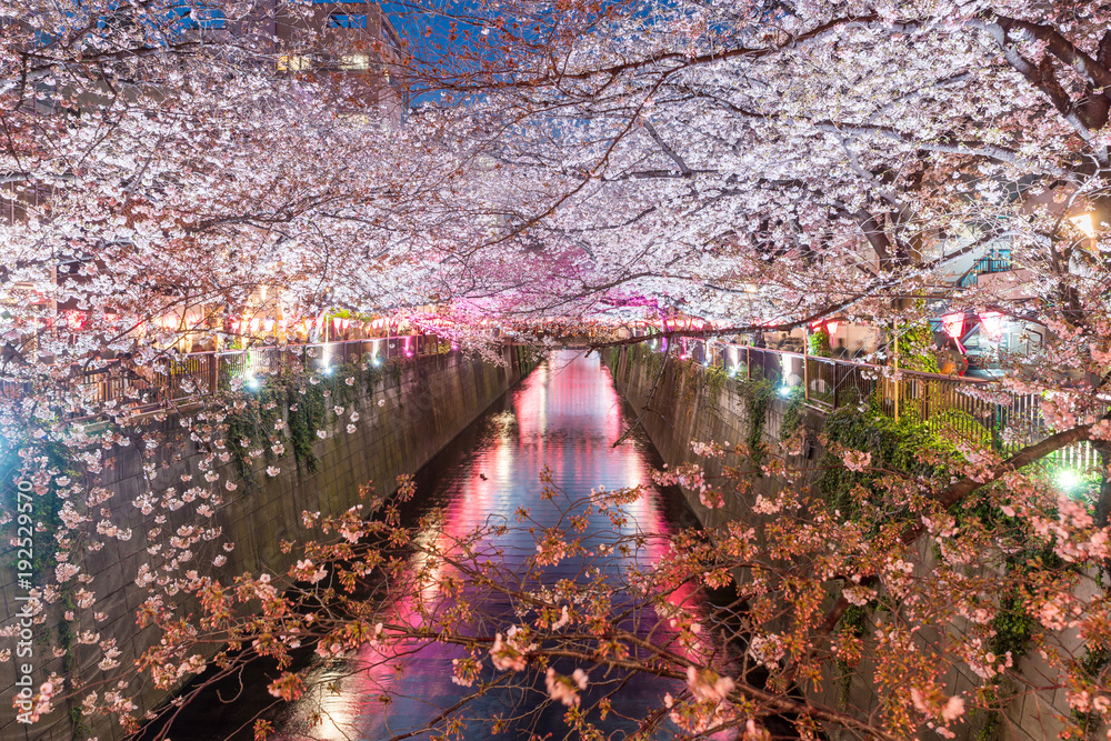日本东京，樱花在梅古罗运河旁的夜晚。日本东京，四月的春天。