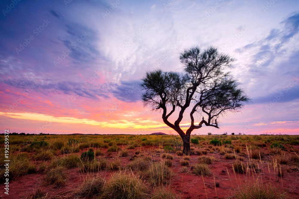 日落时，一棵哈基亚树独自矗立在澳大利亚内陆。西澳大利亚皮尔巴拉地区