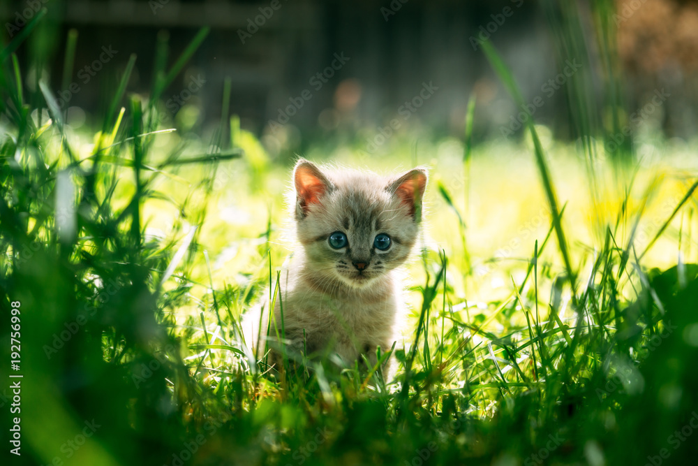 花园里绿草中长着蓝色ayes的小猫。动物摄影