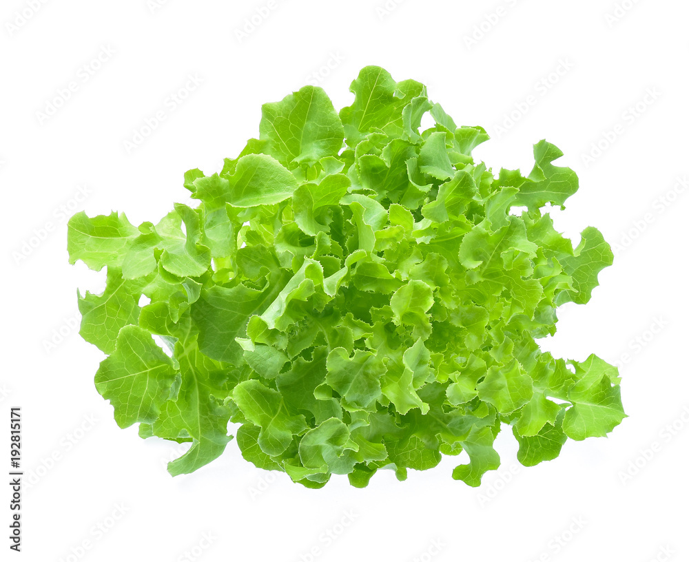 在白色背景上分离的绿色橡木生菜。