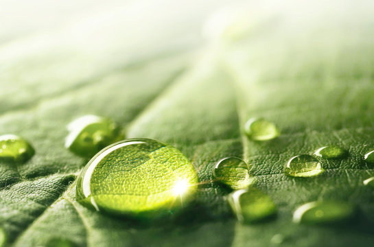 大而美丽的透明雨水滴在绿叶宏。水珠使玻璃杯闪闪发光