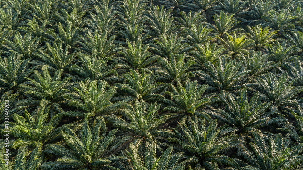 棕榈树种植园鸟瞰图背景，棕榈林鸟瞰图。