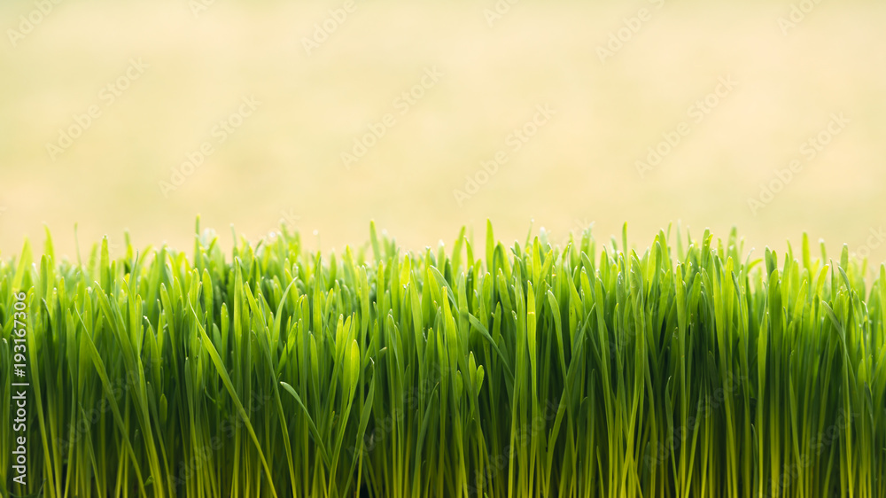清新的绿草背景。可以像自然的复活节背景一样使用