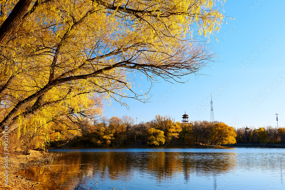 秋天的树，金色的叶子在湖边。