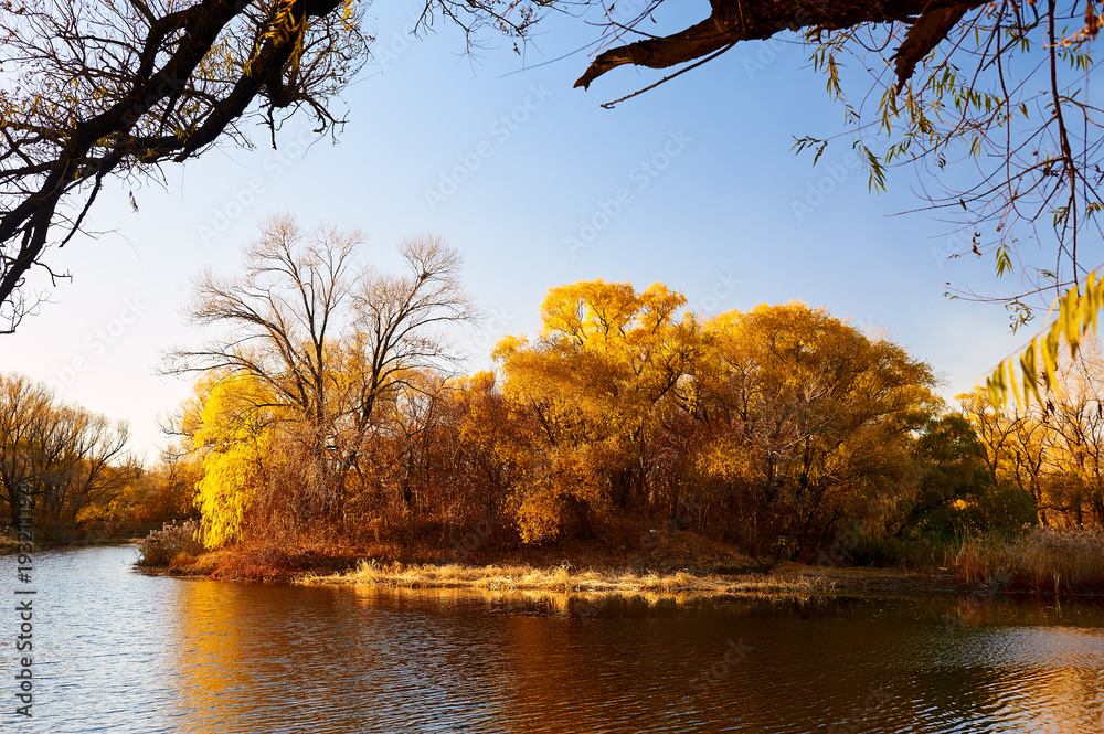 The fall trees with golden color leaves lakeside.