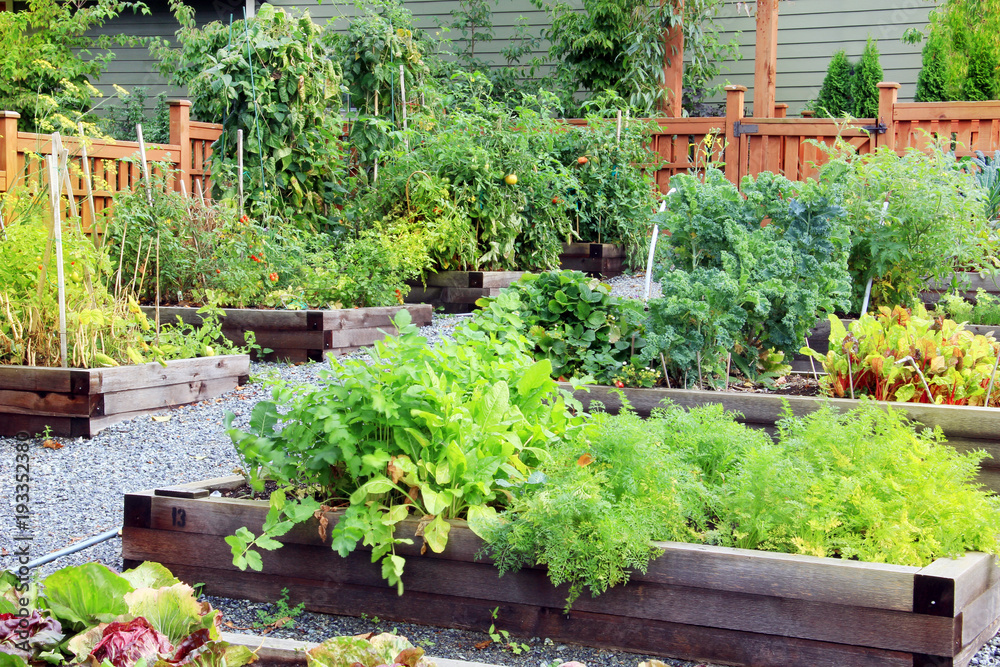 Vegetable and herb garden.