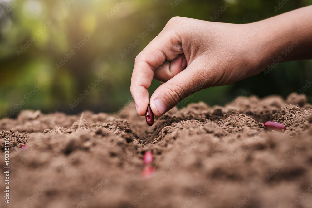 农业在土壤中手工播种红豆