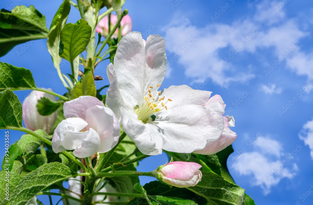 春天阳光明媚的蓝天背景下苹果树的花枝。浅层微距照片