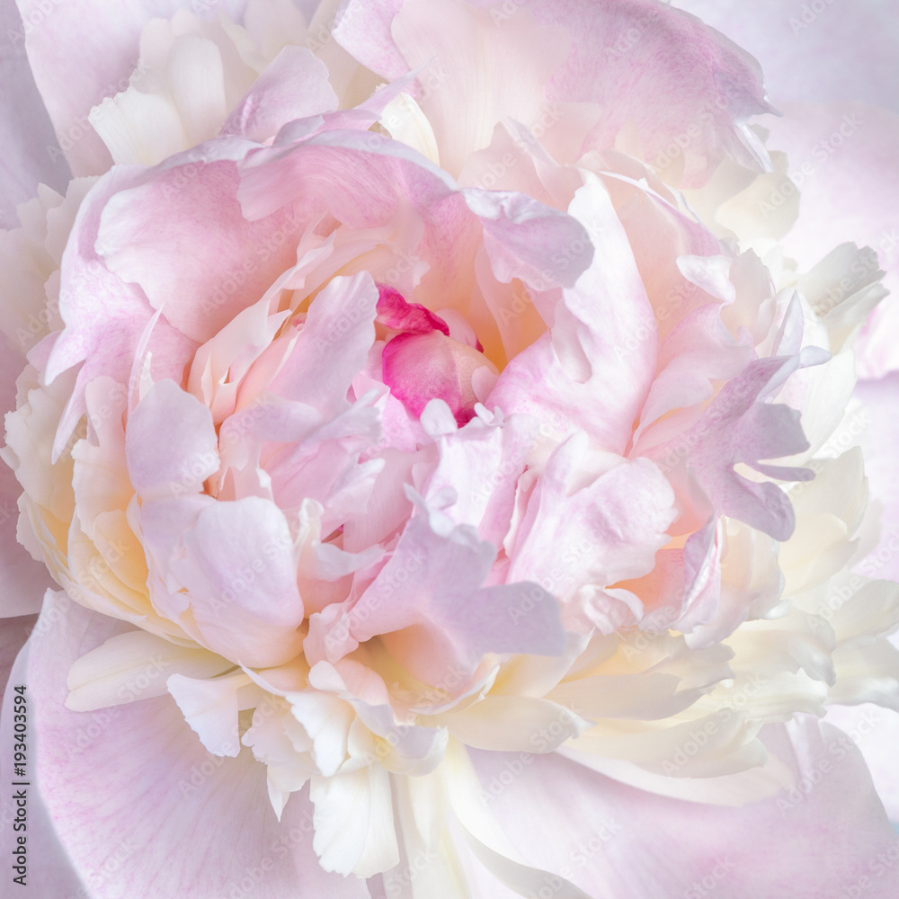 Close up of pale pink peony flower. Macro photo with shallow depth of field and soft focus. Natural 