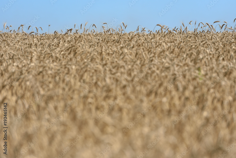 美丽的麦田，收割前小麦成熟