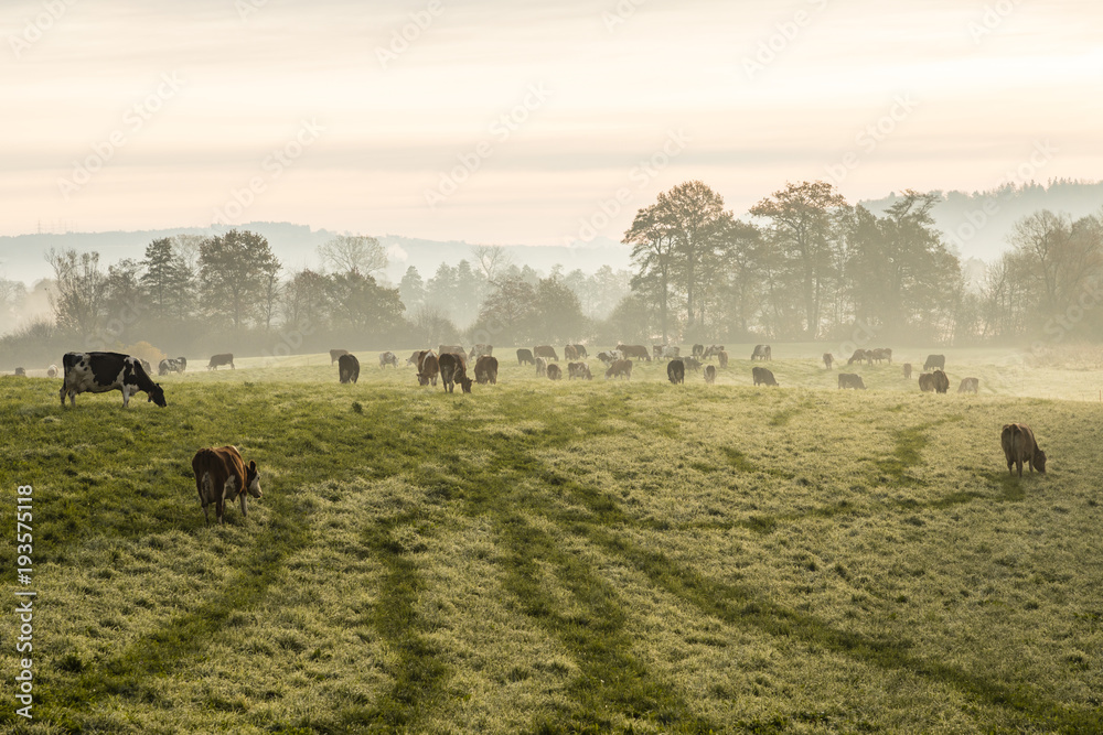 在瑞士一个寒冷的秋天早晨，红色和黑色的荷斯坦奶牛在草地上吃草