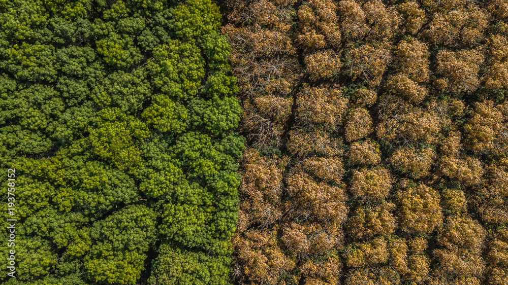橡胶树森林鸟瞰图，橡胶树和橡胶叶种植园俯视图。