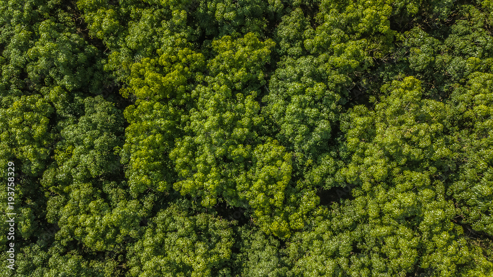 橡胶树森林鸟瞰图，橡胶树和橡胶叶种植园俯视图。