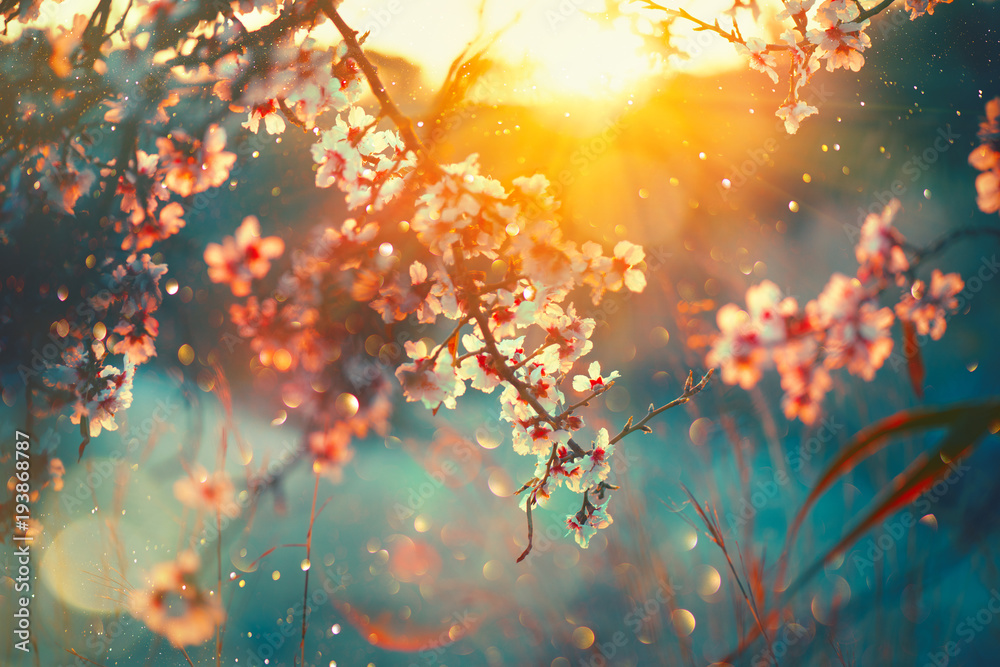 春天的花朵背景。盛开的树木和太阳的自然景象。春天的花朵。美丽