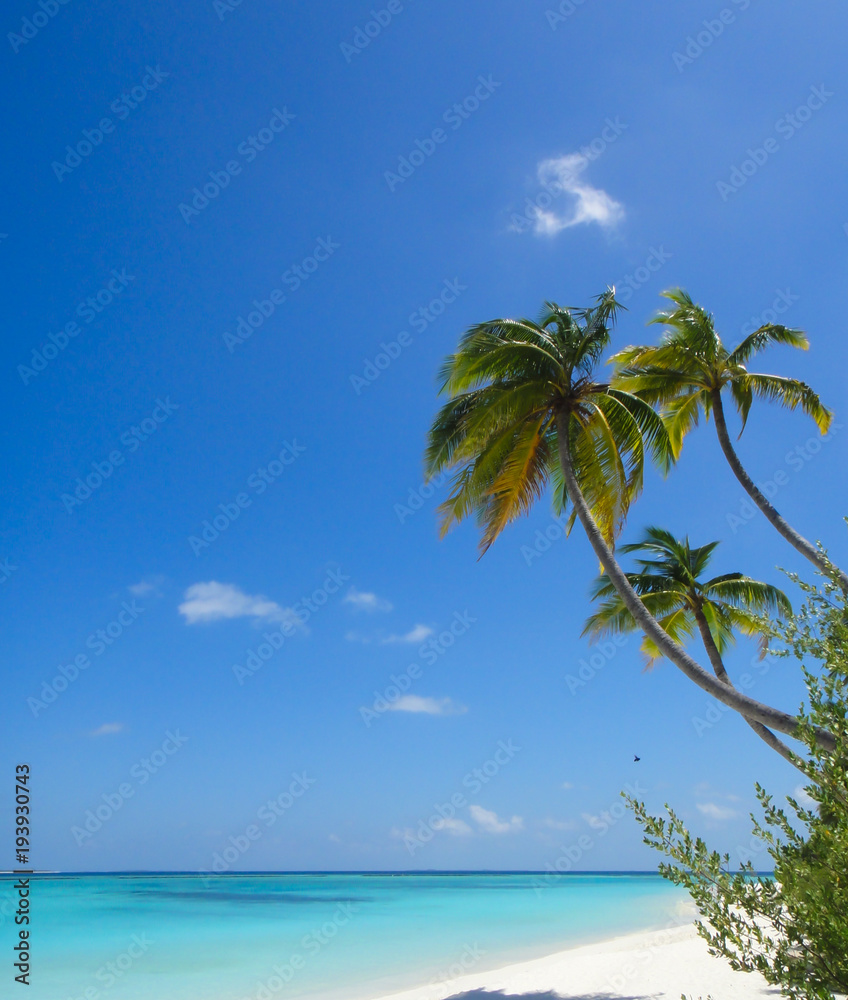 马尔代夫热带白沙滩，棕榈树成荫