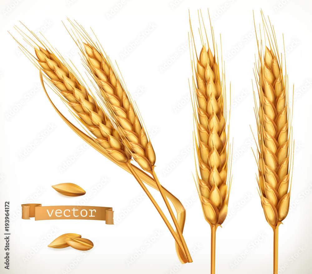 小麦穗。三维矢量图标集