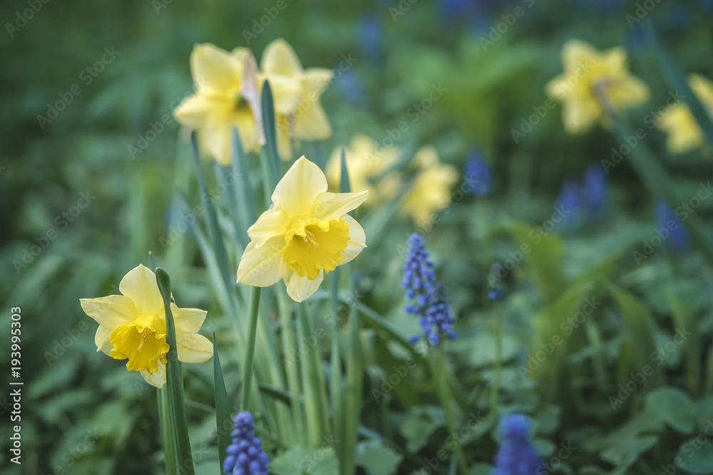 公园绿色草坪上盛开的黄色水仙花和蓝色羽扇豆的特写。与s合影