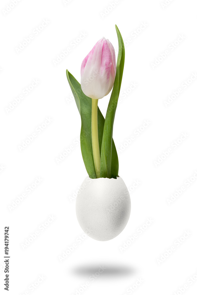 用郁金香花和蛋壳制作的创意概念。春季简约概念。复活节背景。