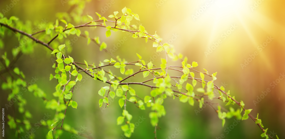 绿色春天背景下的新桦树叶子。大自然中森林中的新鲜树叶，有美丽的苏