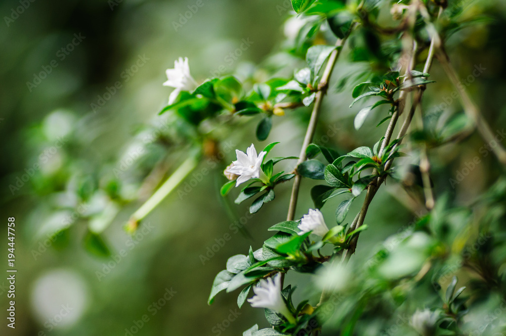 春天盛开的茉莉花丛。白色花朵