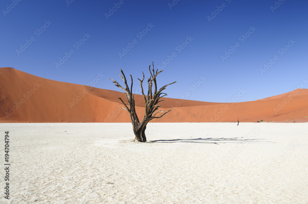 纳米布沙漠中的枯死阿拉伯树树和沙丘/纳米布沙漠的沙丘和枯死阿拉伯树，D