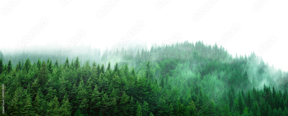 薄雾中的绿色森林和清晰的空白空间