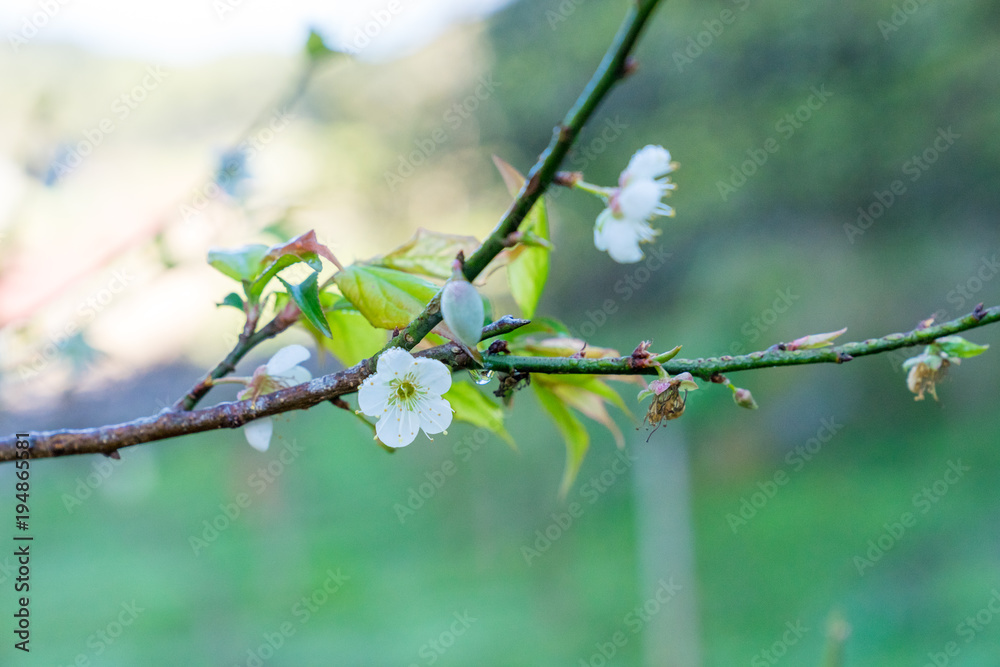 白梅花是泰国北部寒冷植物的观赏通道。