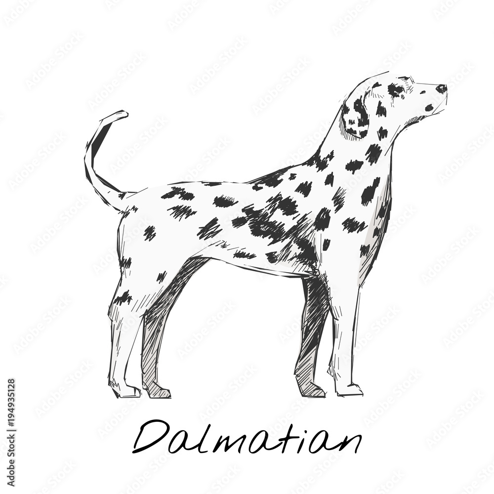 达尔马提亚犬种图解
